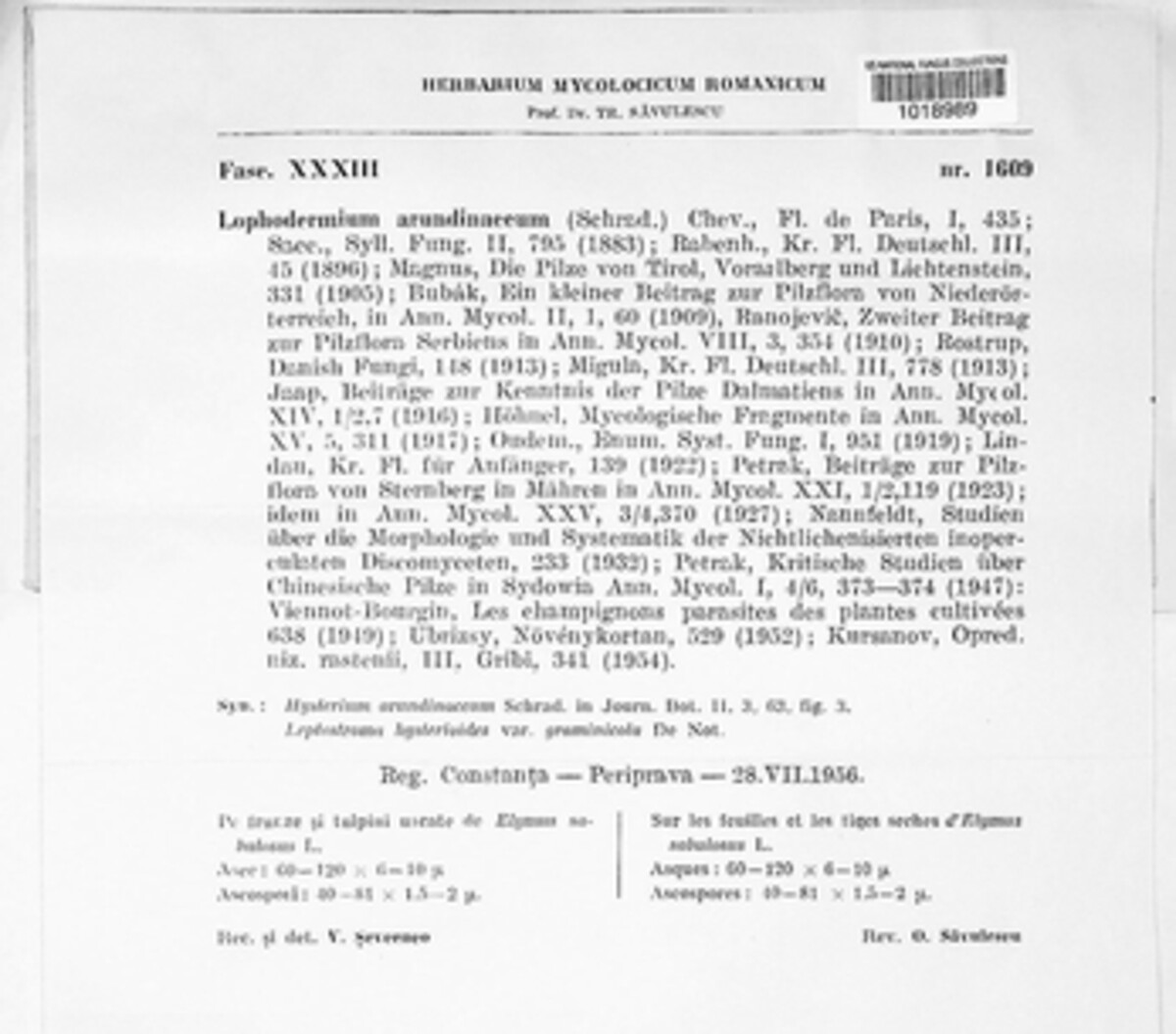 Lophodermium arundinaceum image
